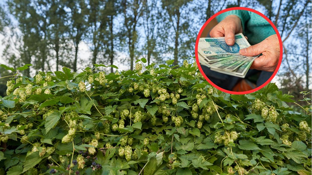 Kilogram kosztuje nawet 4 tys. euro. Amatorzy porównują jego smak do szparagów