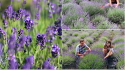 Sami zbierają lawendę z własnego pola. Efekt? Kosmetyki jak z drogerii