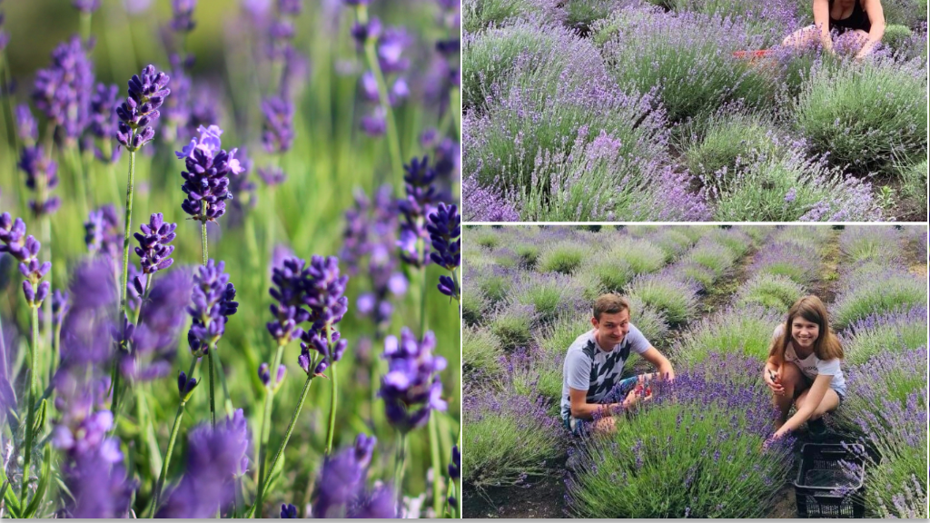 Sami zbierają lawendę z własnego pola. Efekt? Kosmetyki jak z drogerii