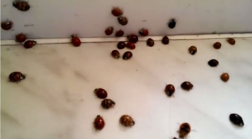 Biedronki wychodzą, gdy jest ciepło i bezwietrznie