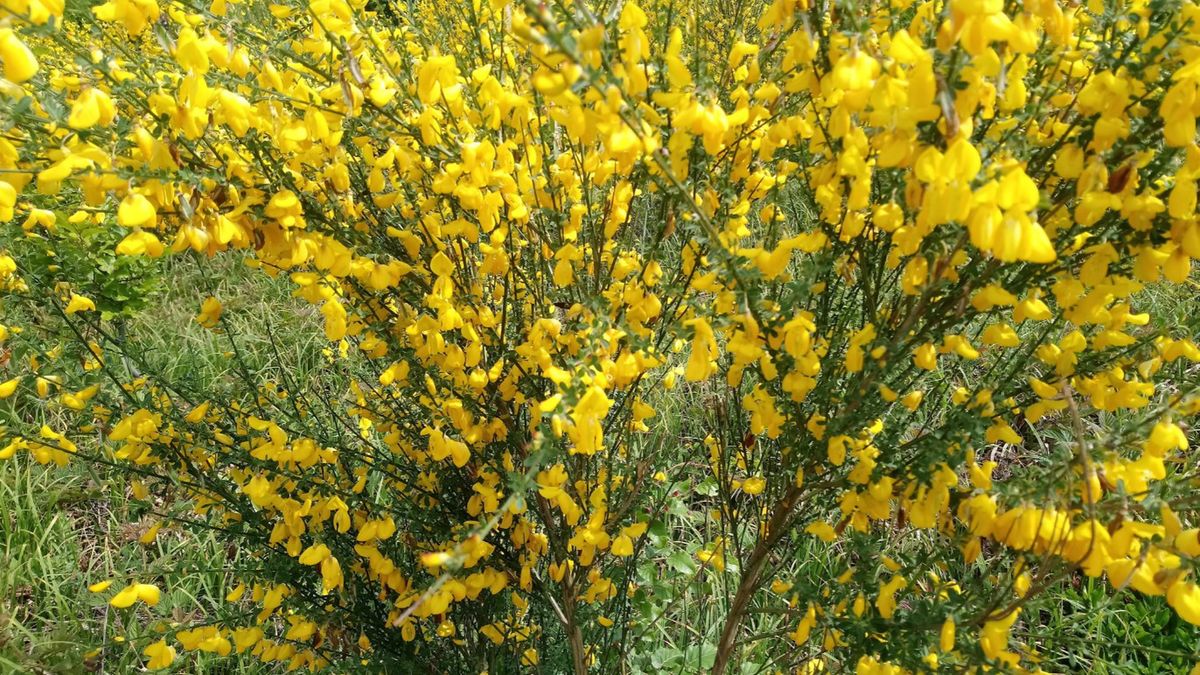 Janowiec barwierski wykazuje pozytywny wpływ na na ośrodkowy i autonomiczny układ nerwowy.