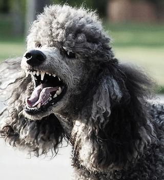 https://tripplehelix.net/cisco-uc-vulnerable-poodle-attacks/