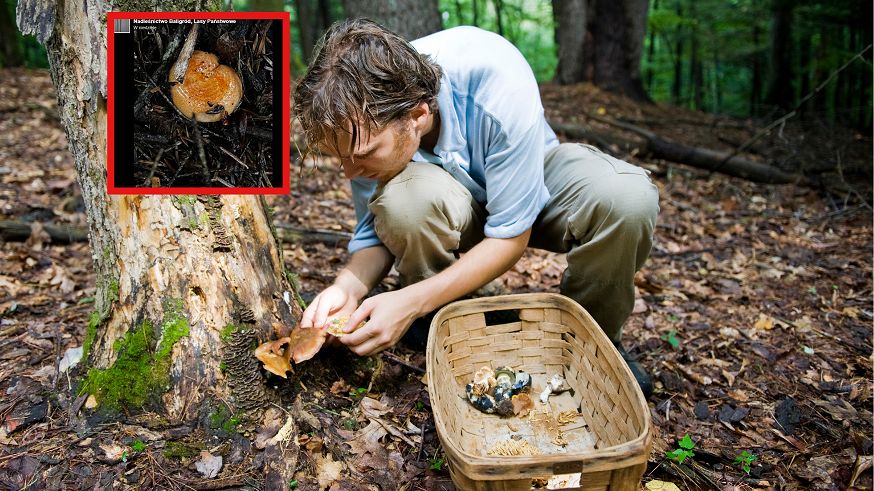 Dobre wieści z lasu. Najsmaczniejszy z grzybów już się pojawił