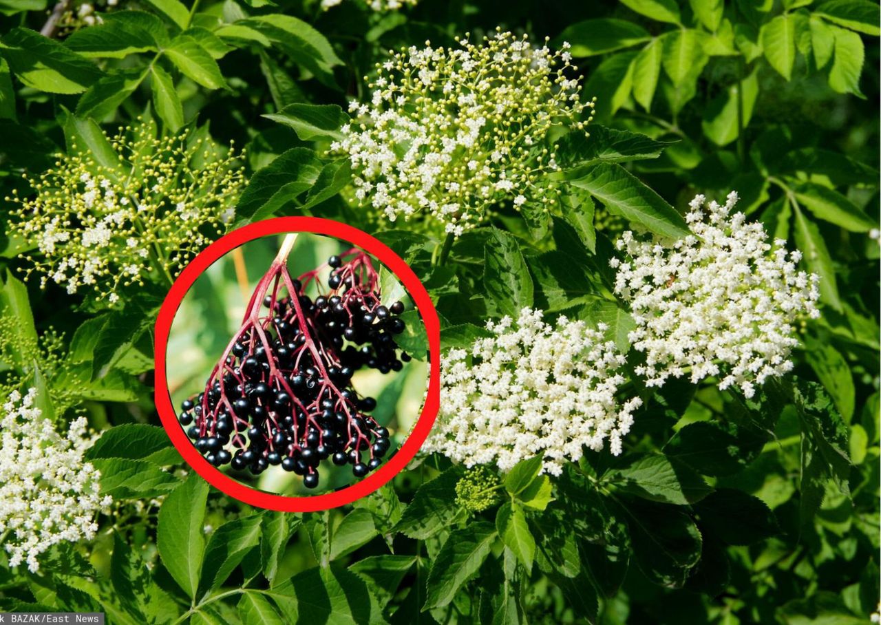 Dla tych osób owoce czarnego bzu są zakazane. Spożycie może skutkować nawet śpiączką