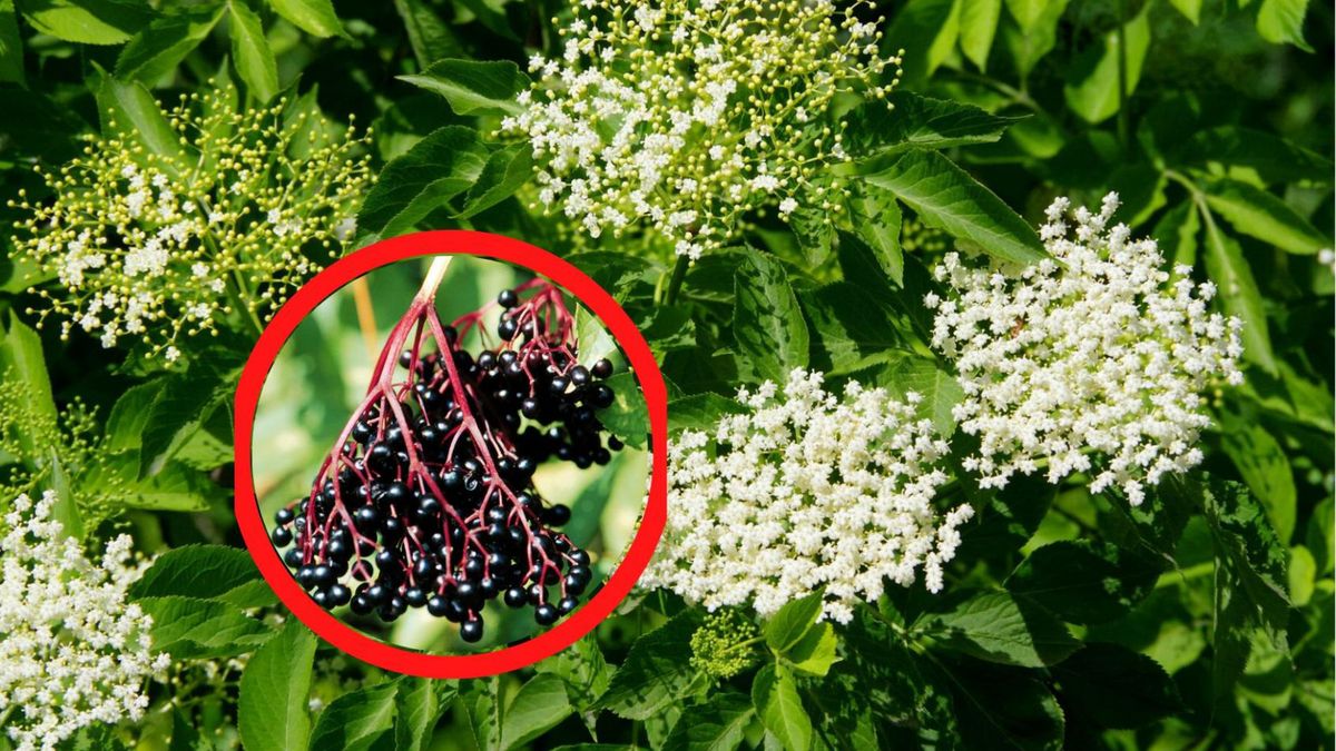 Dla tych osób owoce czarnego bzu są zakazane. Spożycie może skutkować nawet śpiączką