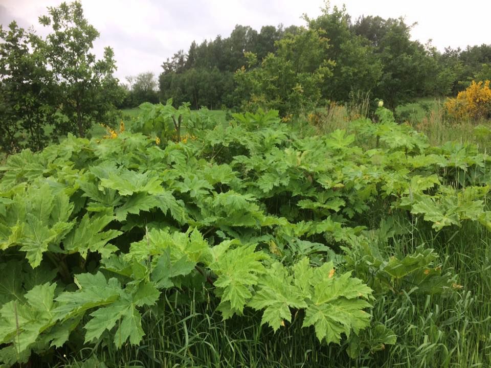 Barszcz Sosnowskiego może powodować groźne poparzenia