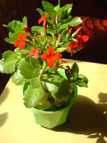 Żyworódka czyli ... Kalanchoe