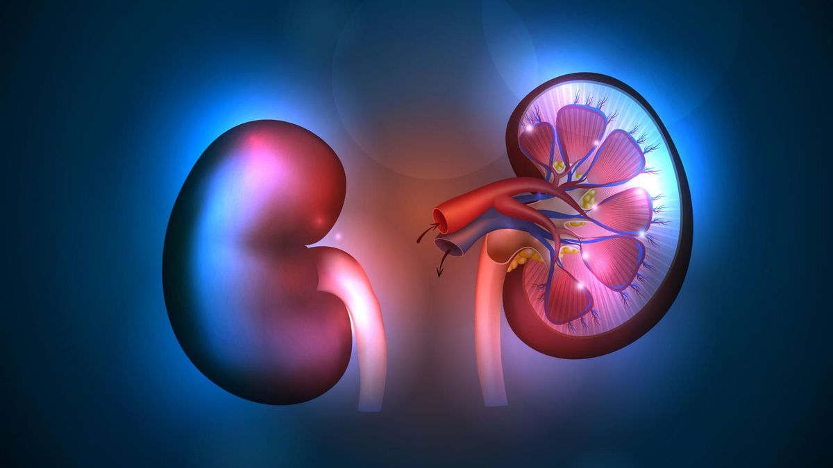 Rola nerek w organizmie człowieka