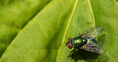 Owady - objawy alergii na jad owadów, pierwsza pomoc w użądleniu