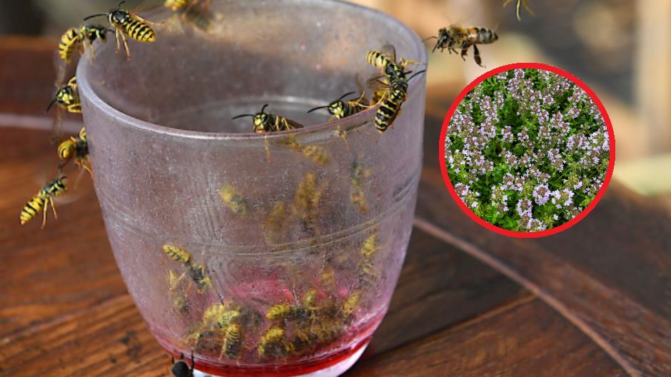 Owady lgną do słodkich napojów, które zostawiamy bez przykrycia