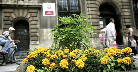 Nietypowe rośliny przed sądem