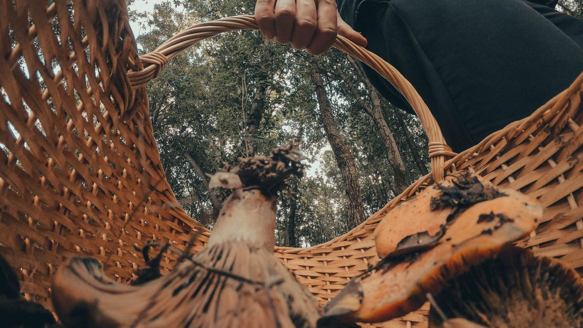 Podczas grzybobrania trzeba zachować wyjątkową czujność