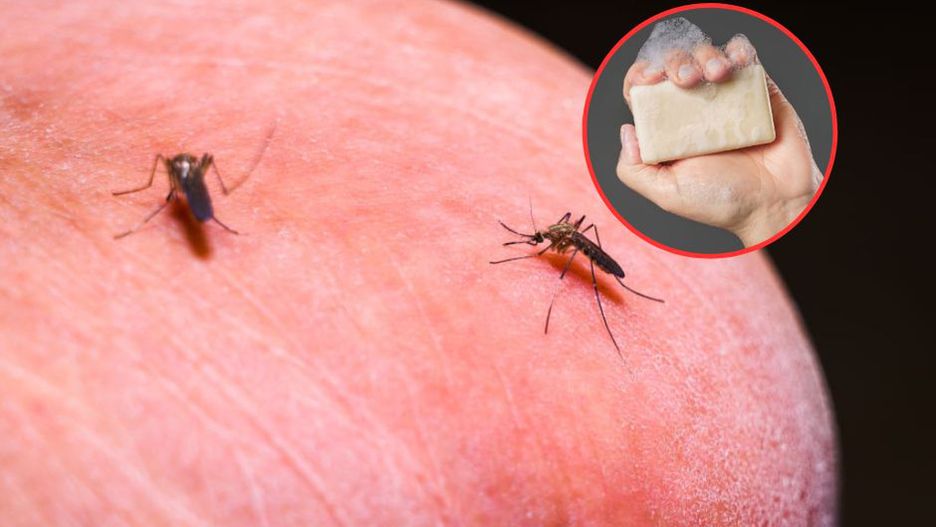 Latem prześladują cię komary? Zmień mydło, a efekt kompletnie cię zaskoczy