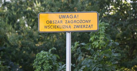 Uwaga na wściekliznę. Potwierdzono ognisko choroby na Lubelszczyźnie