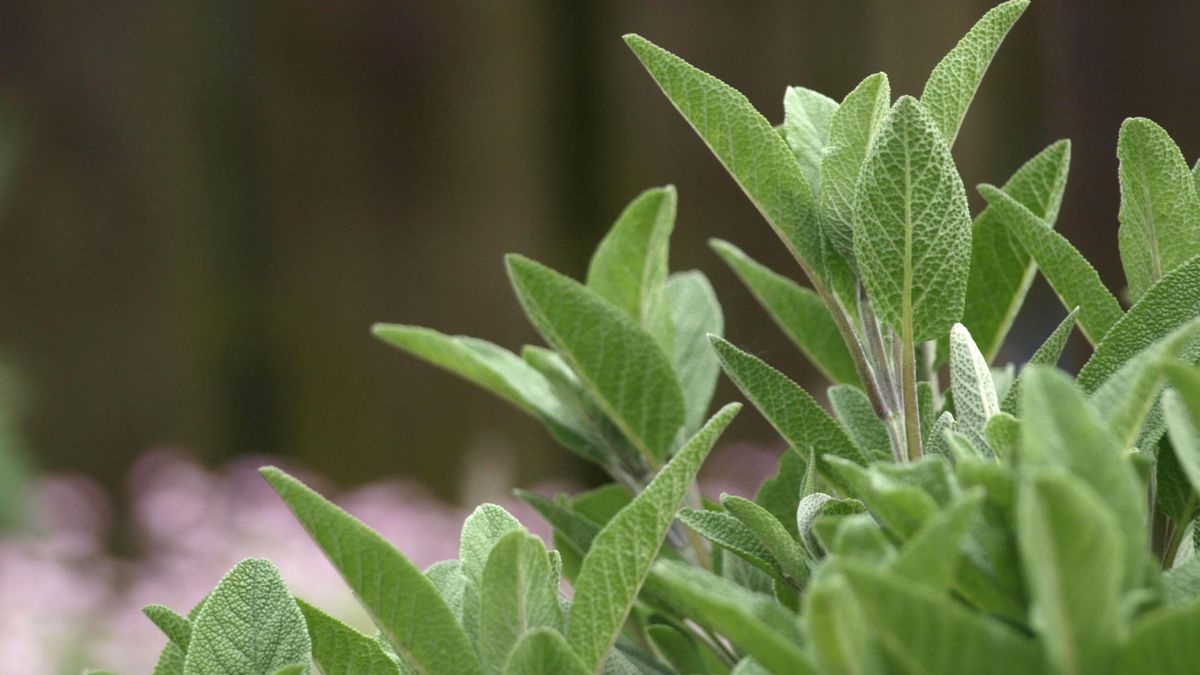 Szałwia jest bogata w wiele cennych składników, które determinują jej świetne działanie