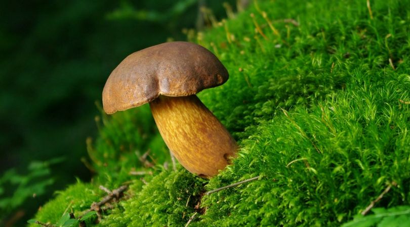 Grzyby są odbierane przez nasz organizm tak jak mięso. Warto zastępować je właśnie grzybami