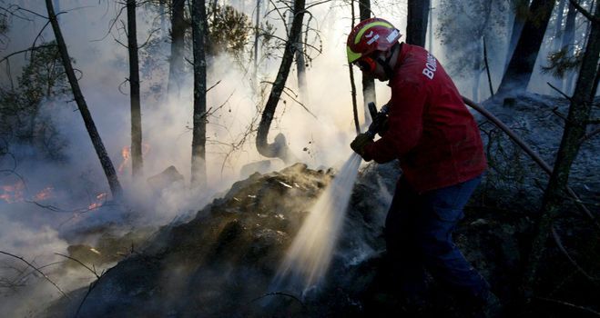 Państwo kieruje bezrobotnych do ochrony lasów