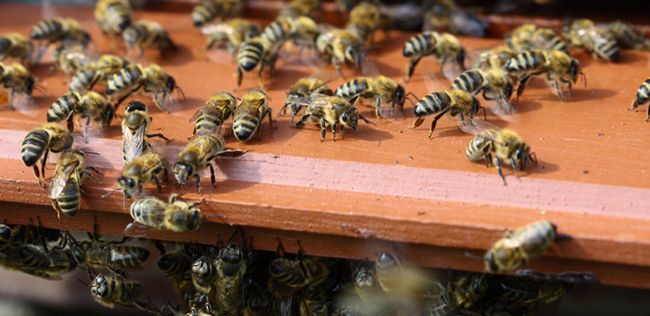Pszczoły pomogą zmniejszyć bezrobocie