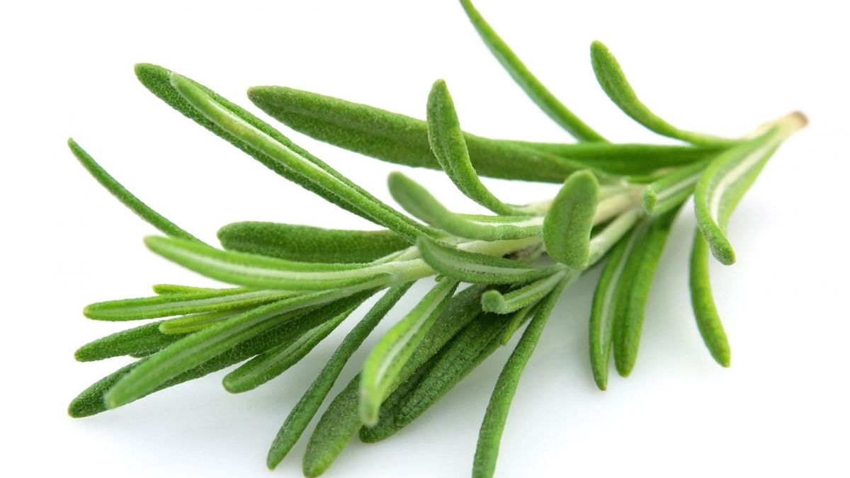 Rozmaryn wykazuje szereg właściwości zdrowotnych. Zawarte w roślinie przeciwutleniacze chronią organizm przed szkodliwym działaniem wolnych rodników.