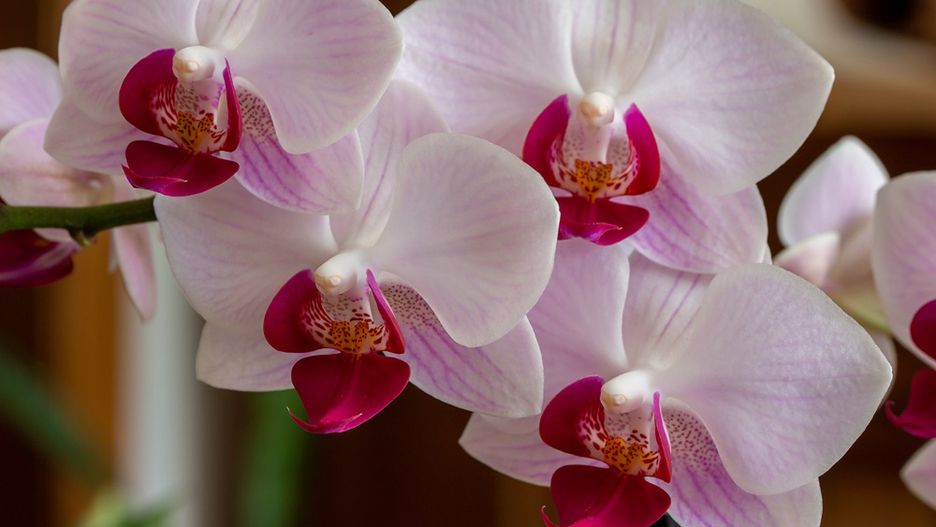 Storczyk w sypialni – czy to dobre miejsce?