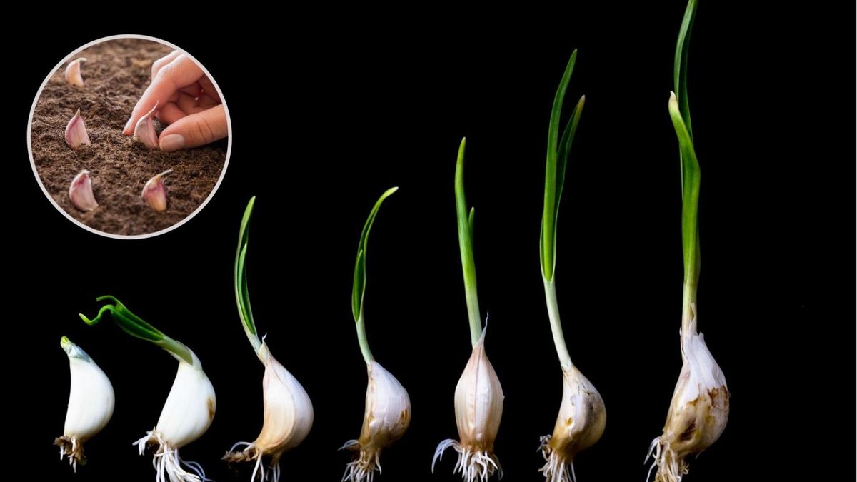 Jak samodzielnie wyhodować zdrowy czosnek?