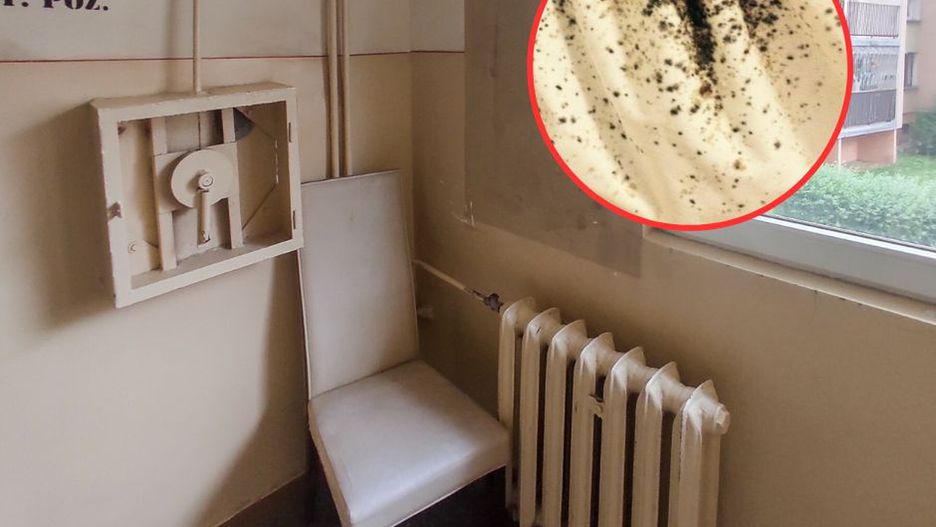 Pluskwy. Zdjęcie ilustracyjne