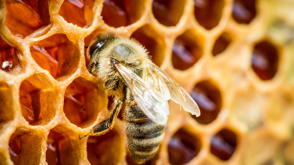 Czy warto jeść miód? Obalamy mity na jego temat