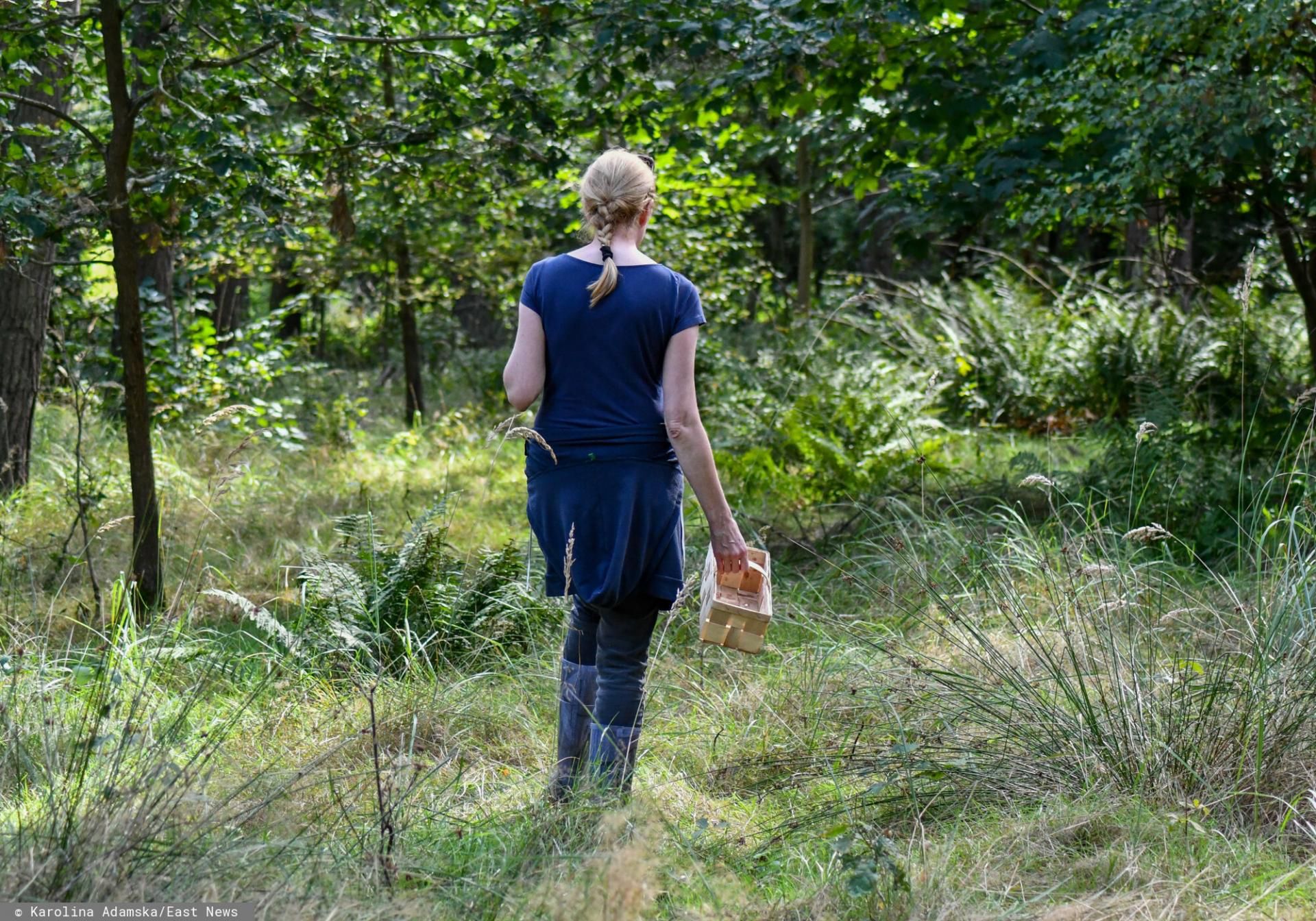 Grzybiarkę ugryzła żmija