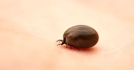 Najczęstsze pytania o boreliozę. Odpowiadają eksperci WP abcZdrowie