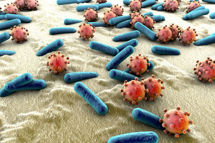 Salmonella w orzechach nerkowca