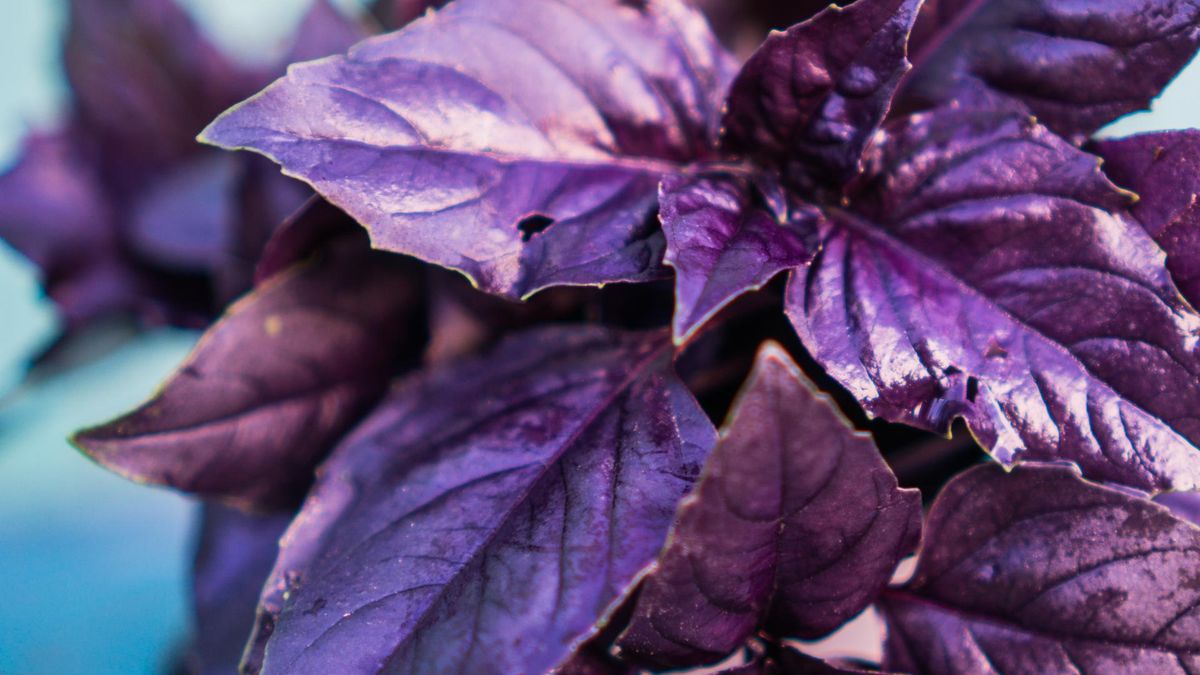 Właściwości czerwonej bazylii. Sprawdź, na co działa (WIDEO)