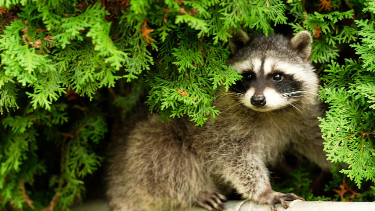 Nowy pasożyt w Polsce. Przybył z Ameryki, a szkodzić może nie tylko przyrodzie