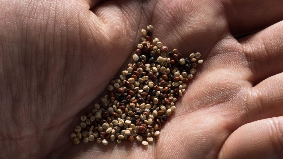Quinoa nazywana jest również złotem Inków