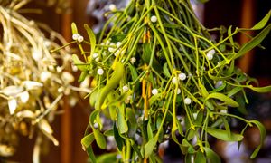 Symbol świąt. Jemioła jest trująca, ale może wspomagać ciśnienie krwi