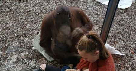 Niezwykły gest orangutana. Zwierzak chciał pomóc matce karmiącej dziecko