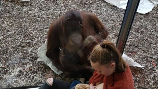 Orangutan w zoo wspierał matkę karmiącą piersią