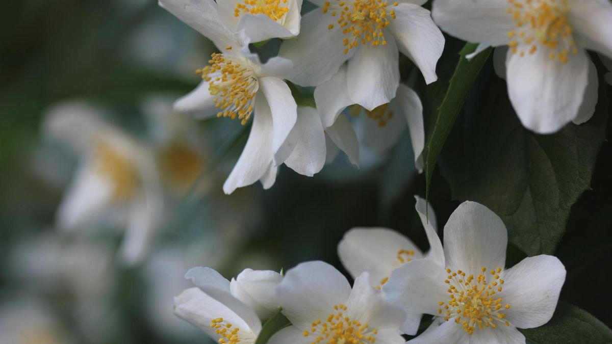 Jaśmin - właściwości zdrowotne. Sprawdź, kiedy kwitnie