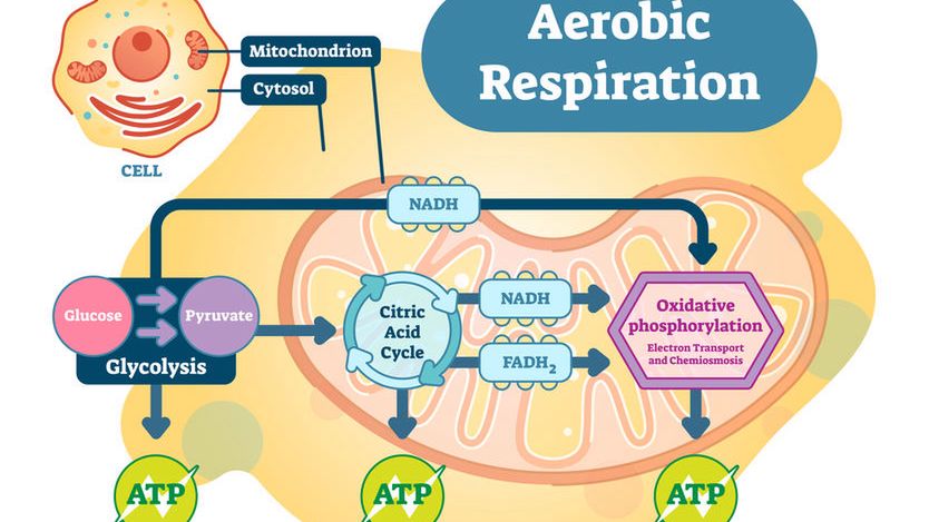 Oddychanie tlenowe, inaczej komórkowe, to kataboliczny proces, który jest niezbędny do życia.