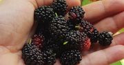 Mało znana jagoda, która zbija cukier i ciśnienie. Chroni też przed rakiem