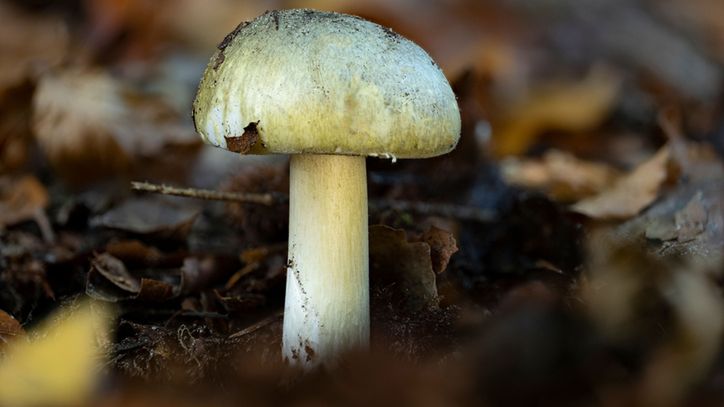 Muchomor sromotnikowy zawiera silne toksyny, które uszkadzają wątrobę i nerki oraz powodują zaburzenia krążenia