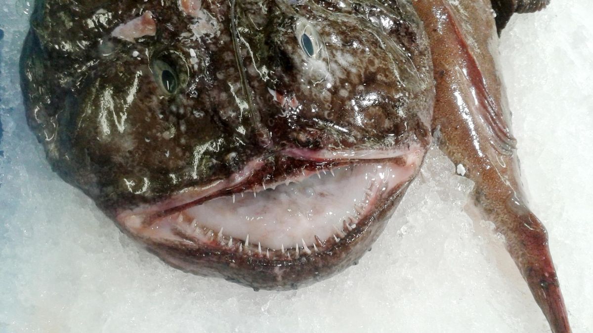 Odstrasza wyglądem, ale zachwyca smakiem. "Diabeł morski" to jedna ze zdrowszych ryb