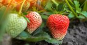 Niedojrzałe truskawki. Zobacz, czy można je jeść (WIDEO)