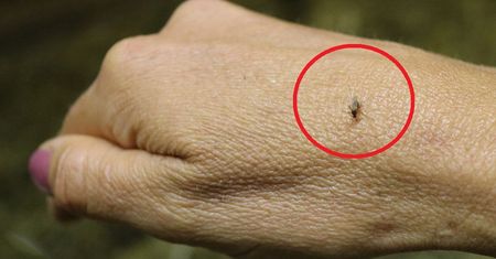 Niebezpieczne ukąszenie. Może prowadzić nawet do śmierci