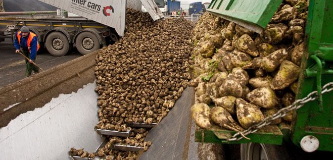 Protest plantatorów i pracowników cukrowni w Malborku