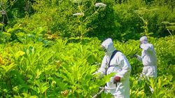 "Zemsta Stalina" w Tomaszowie. "To bardzo niebezpieczna roślina"