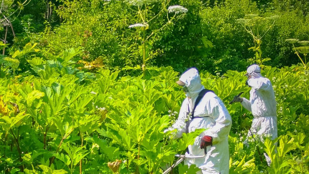 Barszcz Sosnowskiego musi być usuwany w specjalnych kombinezonach