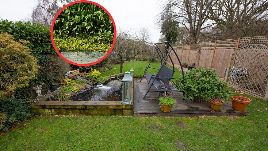 Pozbądź się jej z ogrodu. Można dostać nawet milion złotych kary