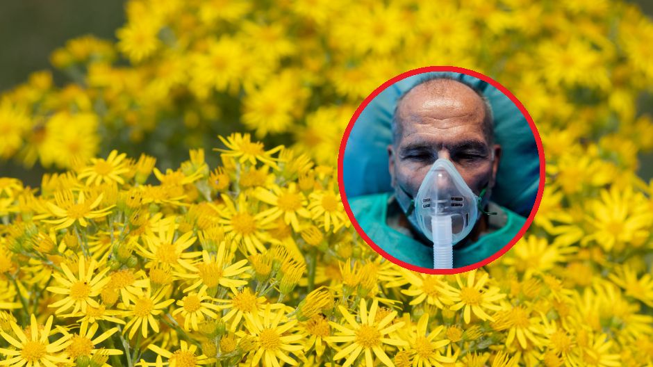 Starzec jakubek to trucizna