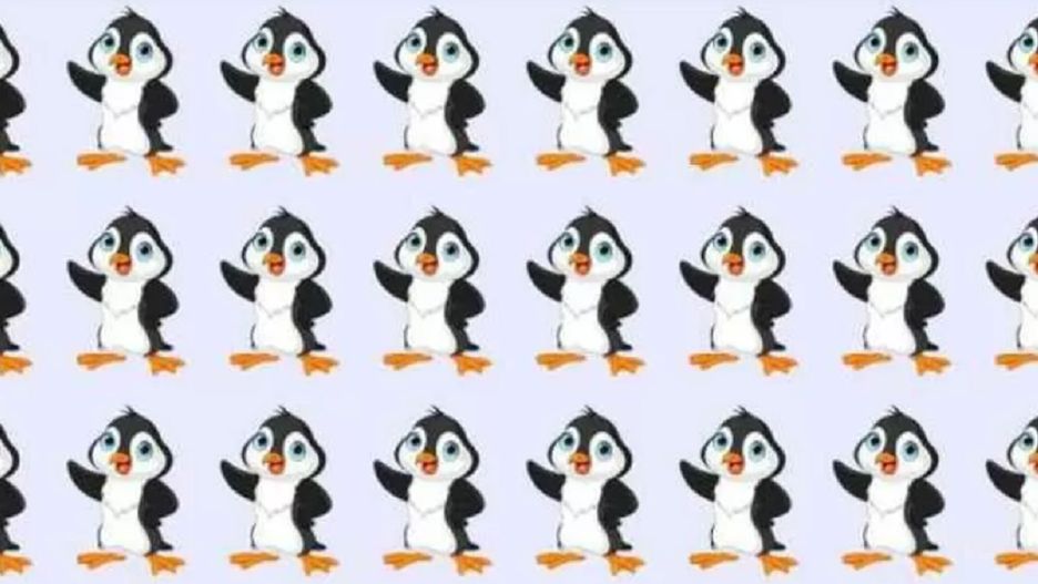 Na pierwszy rzut oka wszystkie pingwinki wyglądają identycznie