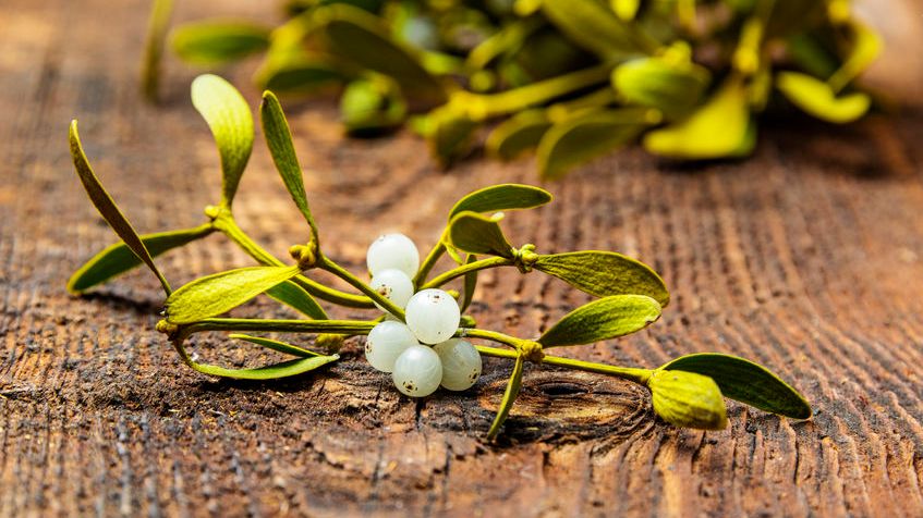 Jemioła może być trująca (WIDEO)